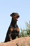 DOBERMANN 589